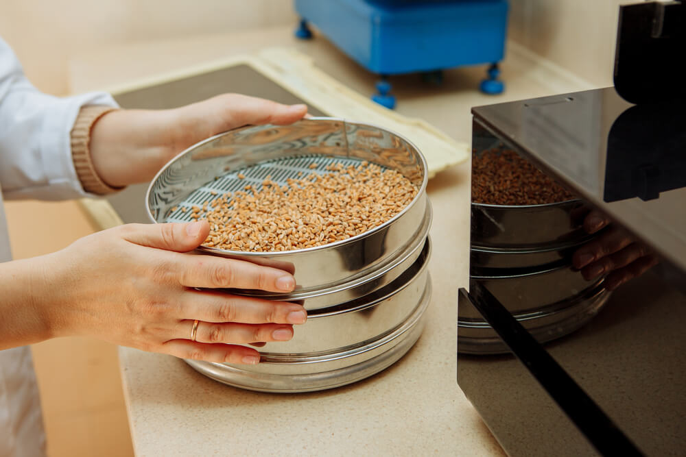 How much water does grain absorb during the mash?